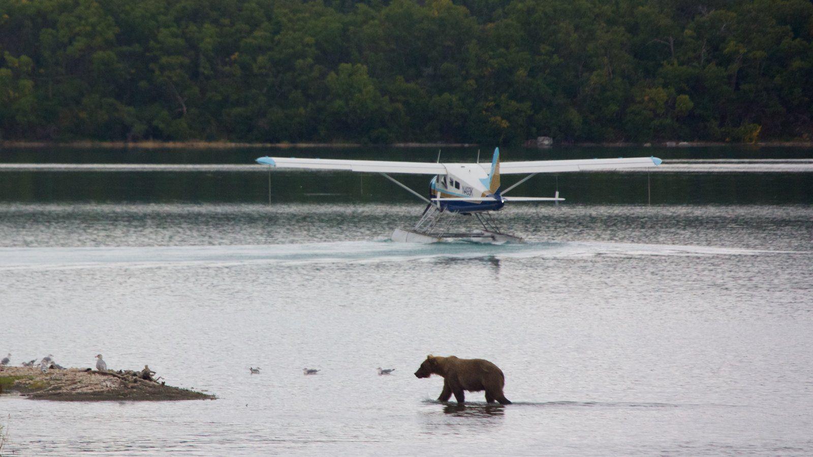 Animal pictures: View image of Katmai National Park and Preserve