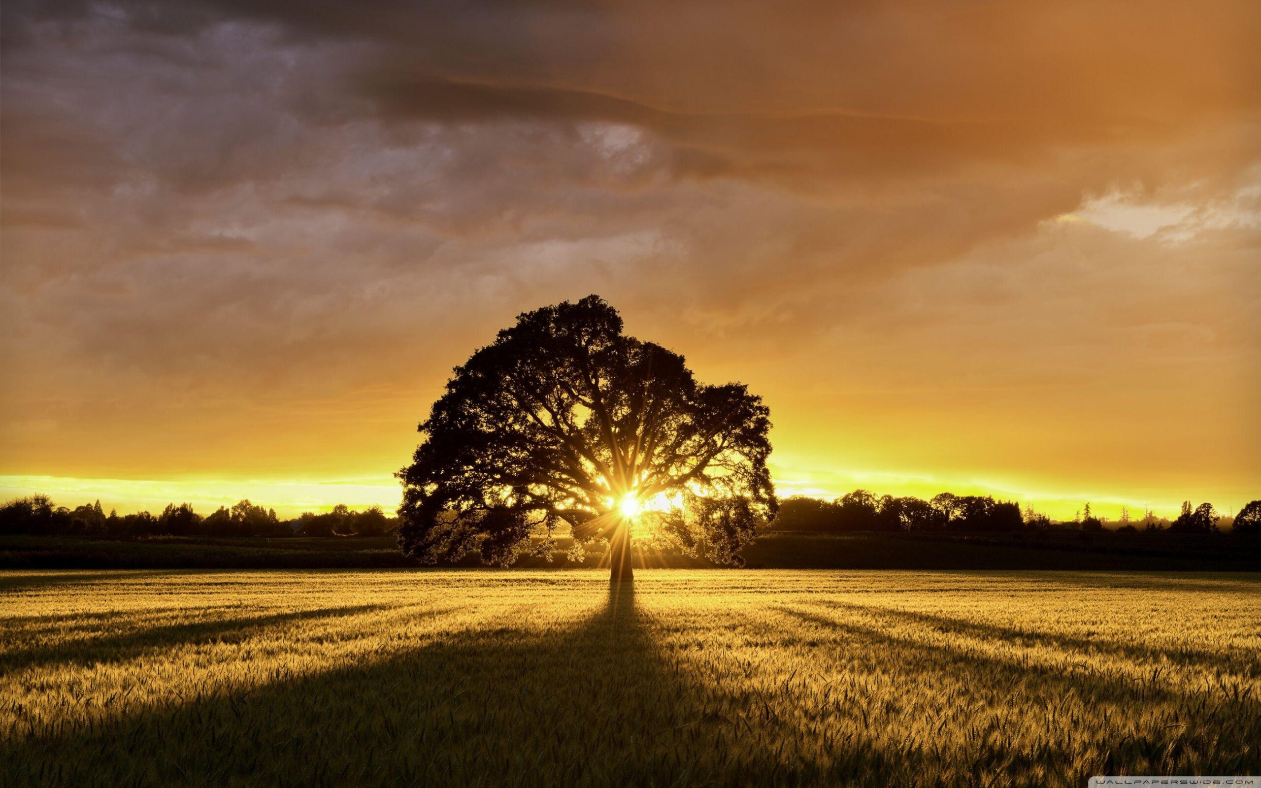 Summer Landscape ❤ 4K HD Desktop Wallpapers for • Dual Monitor