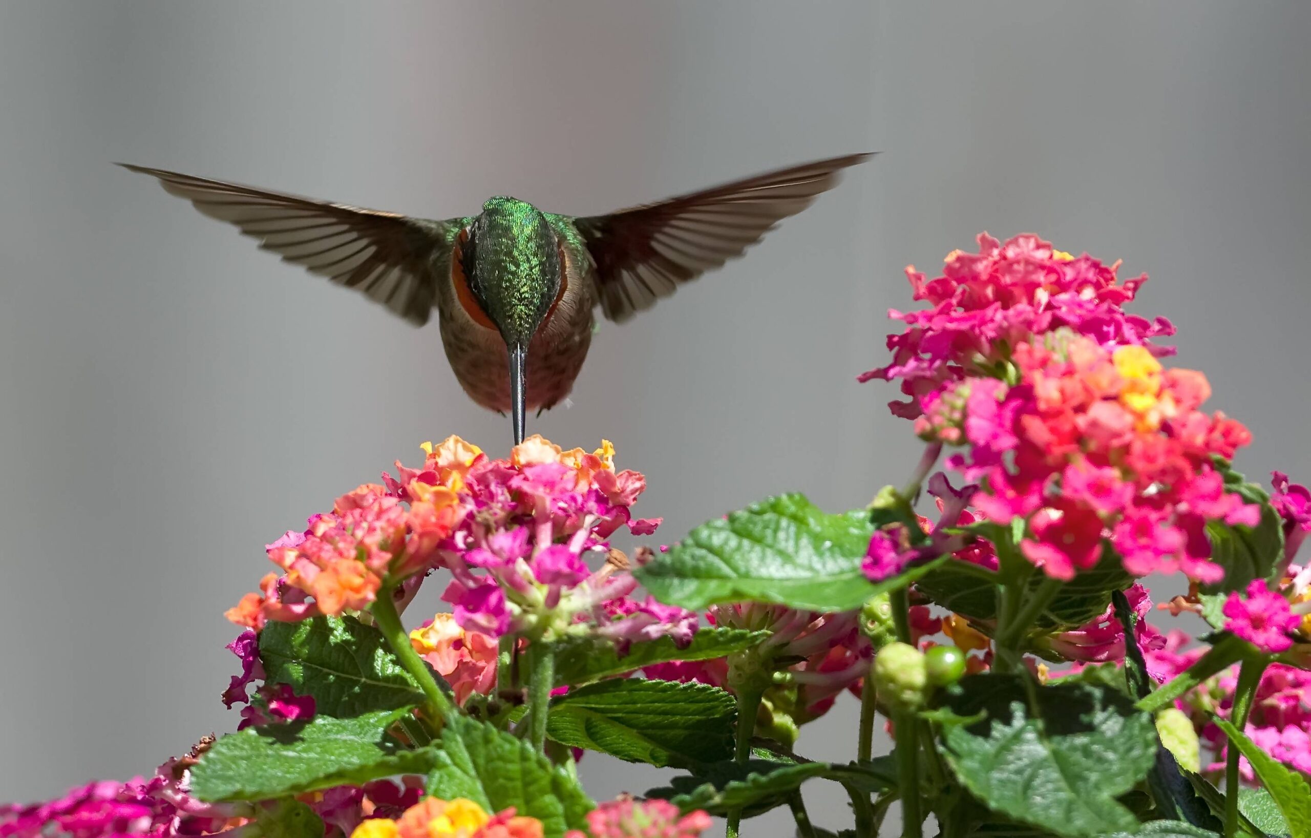 Wallpapers For > Hummingbird Wallpapers Widescreen