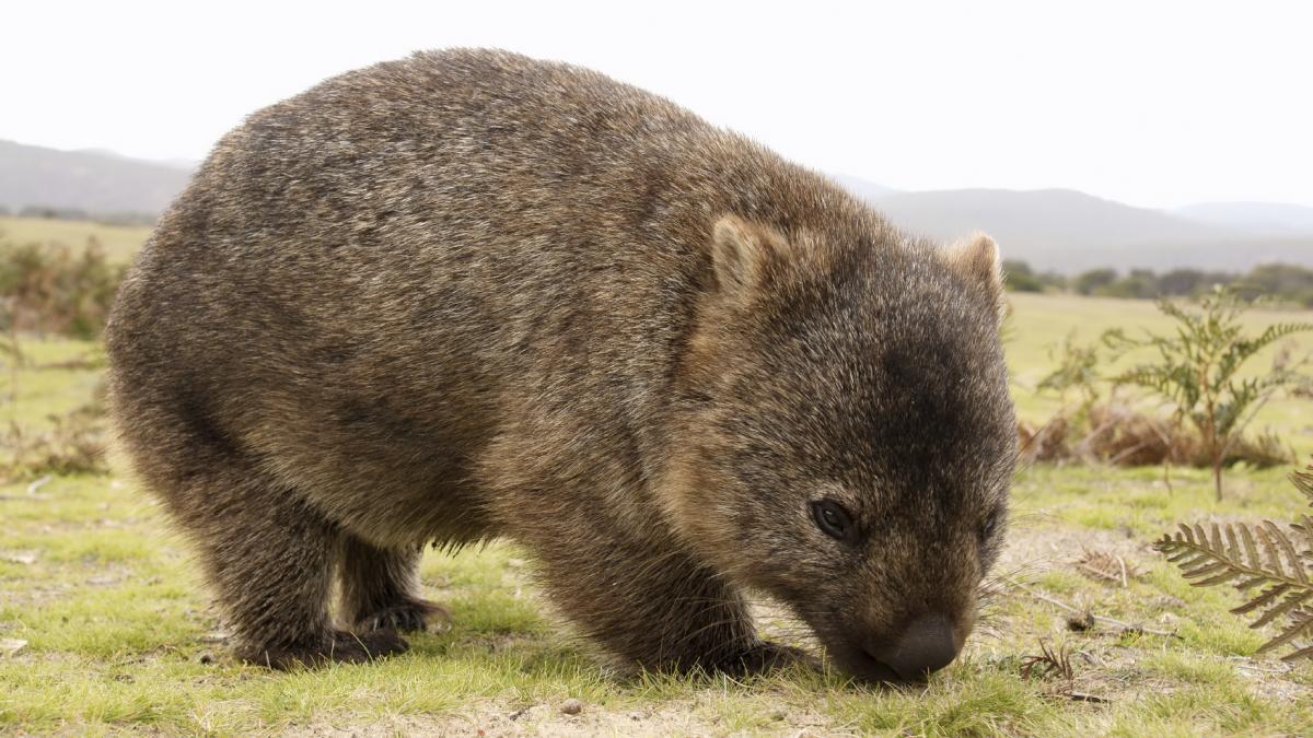 Desktop Wallpapers Wombat