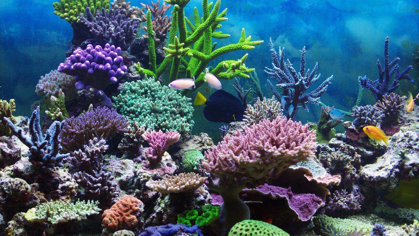 Coral Reefs: Sea Gilbert Kiribati Paradisiac Blue Beach Lagoon