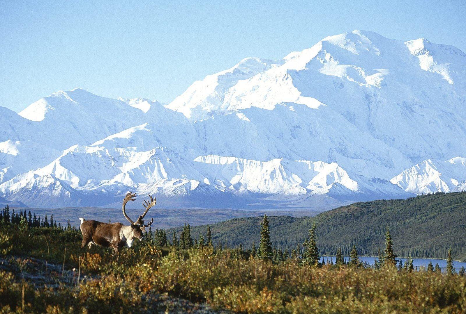 Denali Tag wallpapers: Denali Mt McKinley Photography National