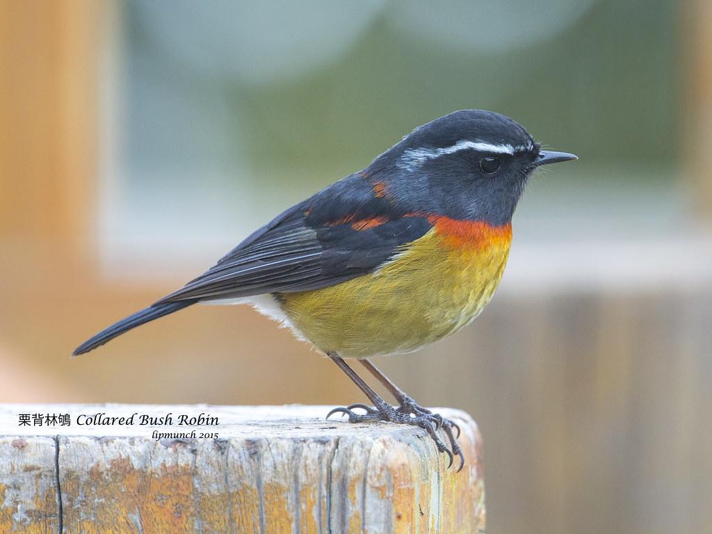 Collared Bush Robin