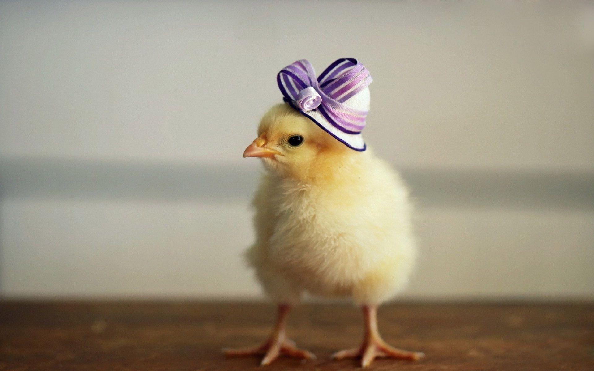 Hen wallpapers