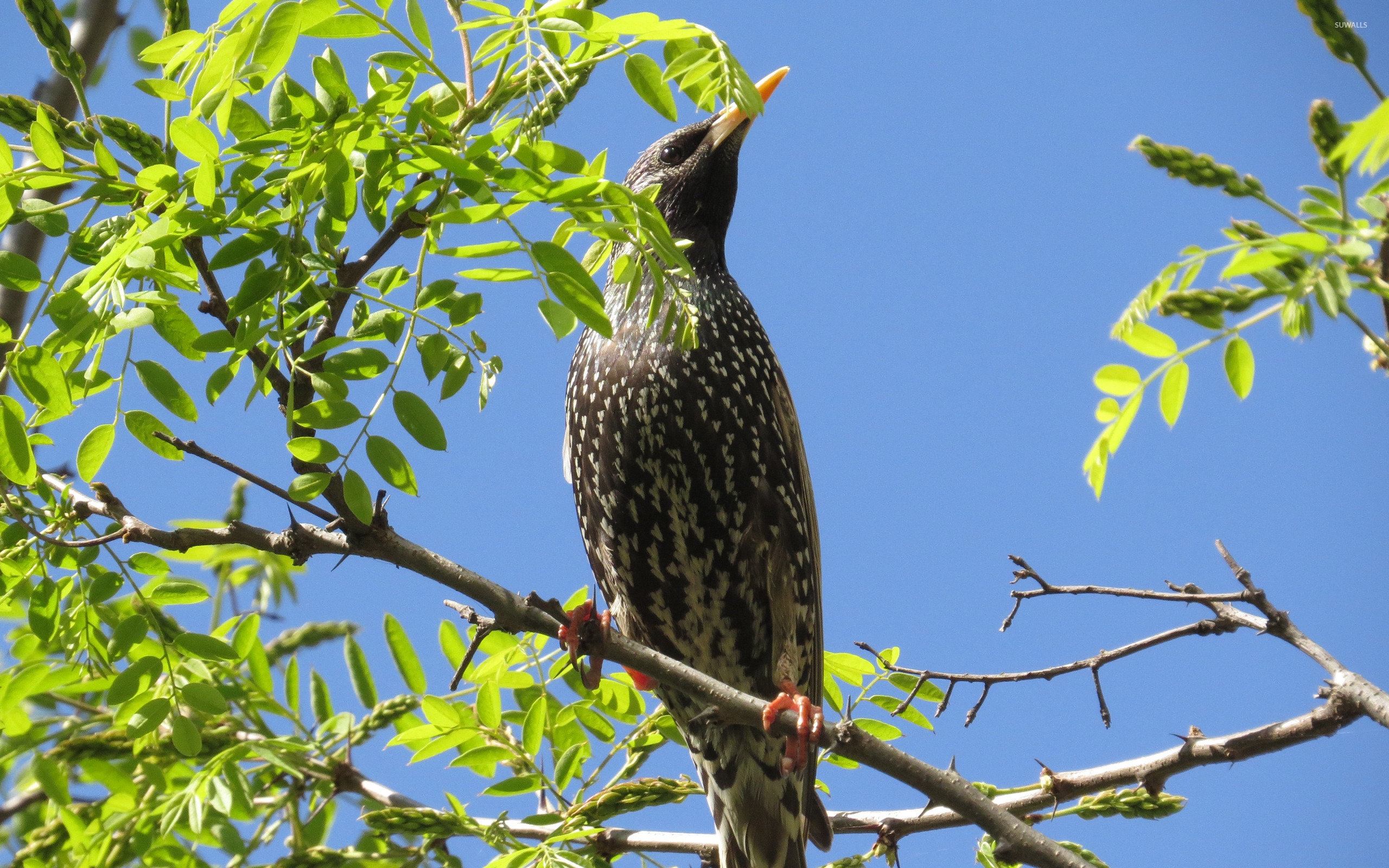 European starling [2] wallpapers