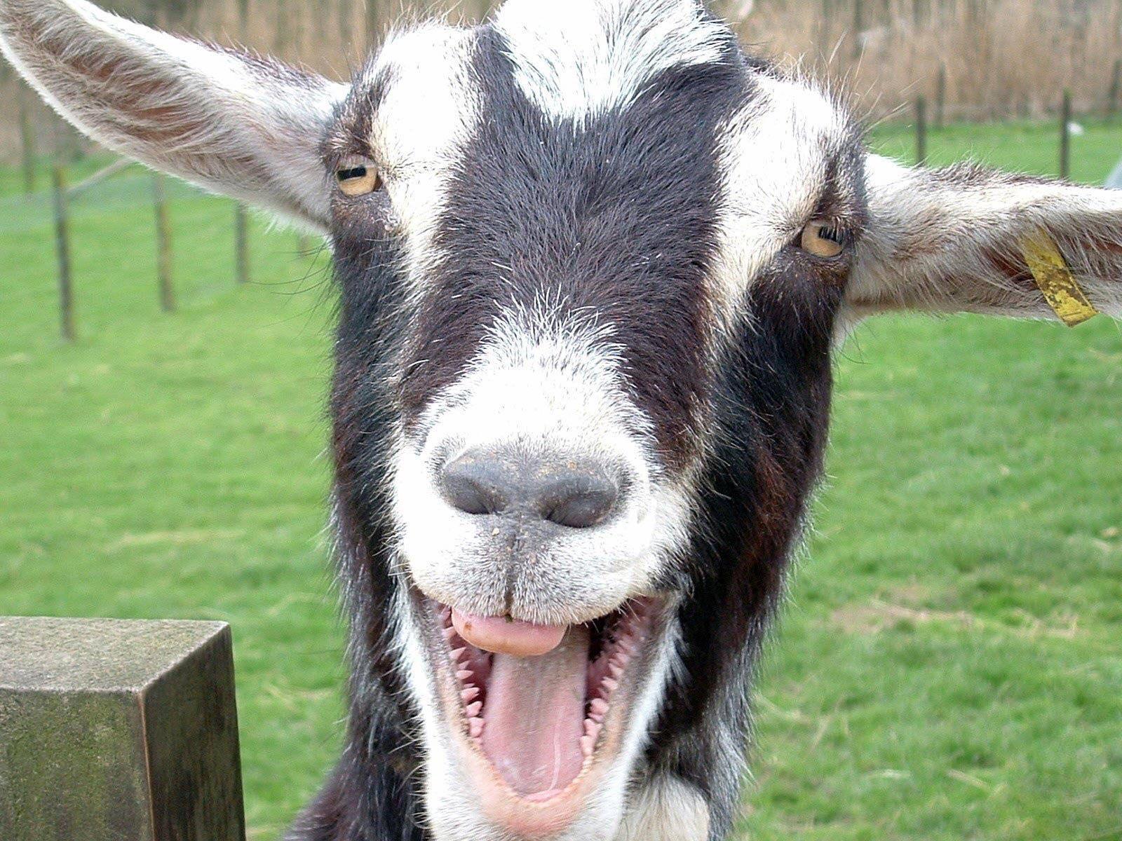 Funny Goat wallpapers