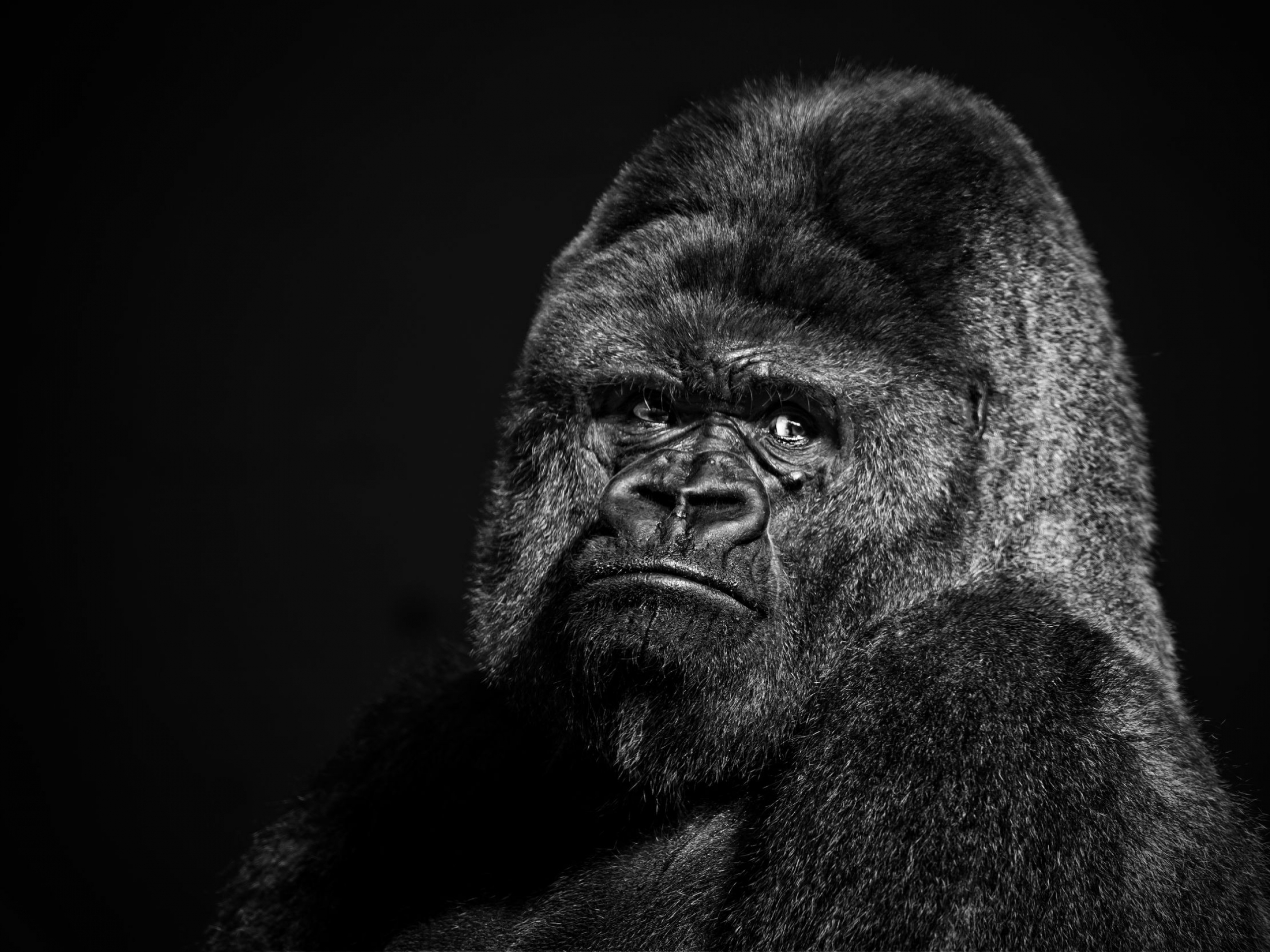 Gorilla HD Wallpapers