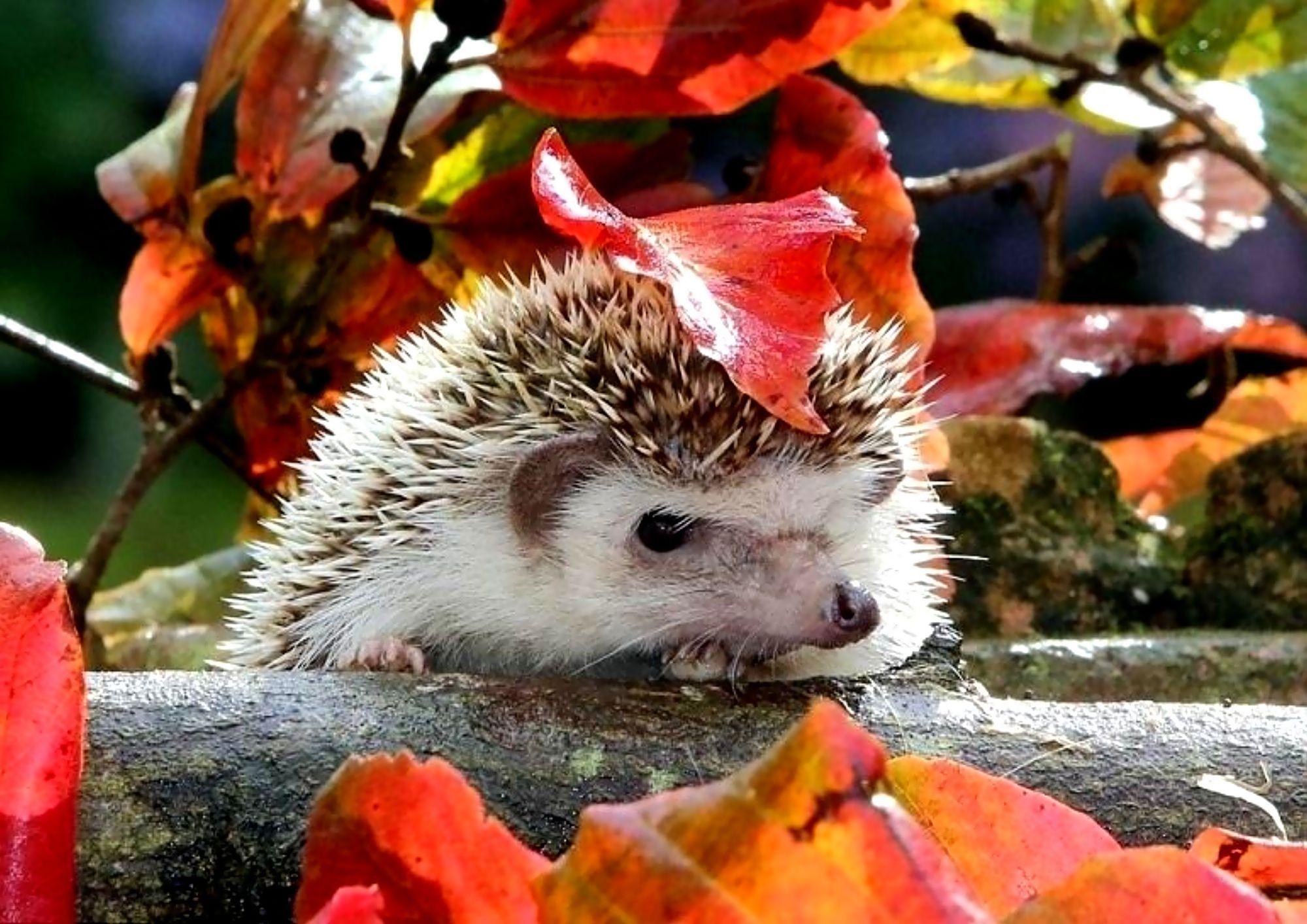 106 Hedgehog HD Wallpapers