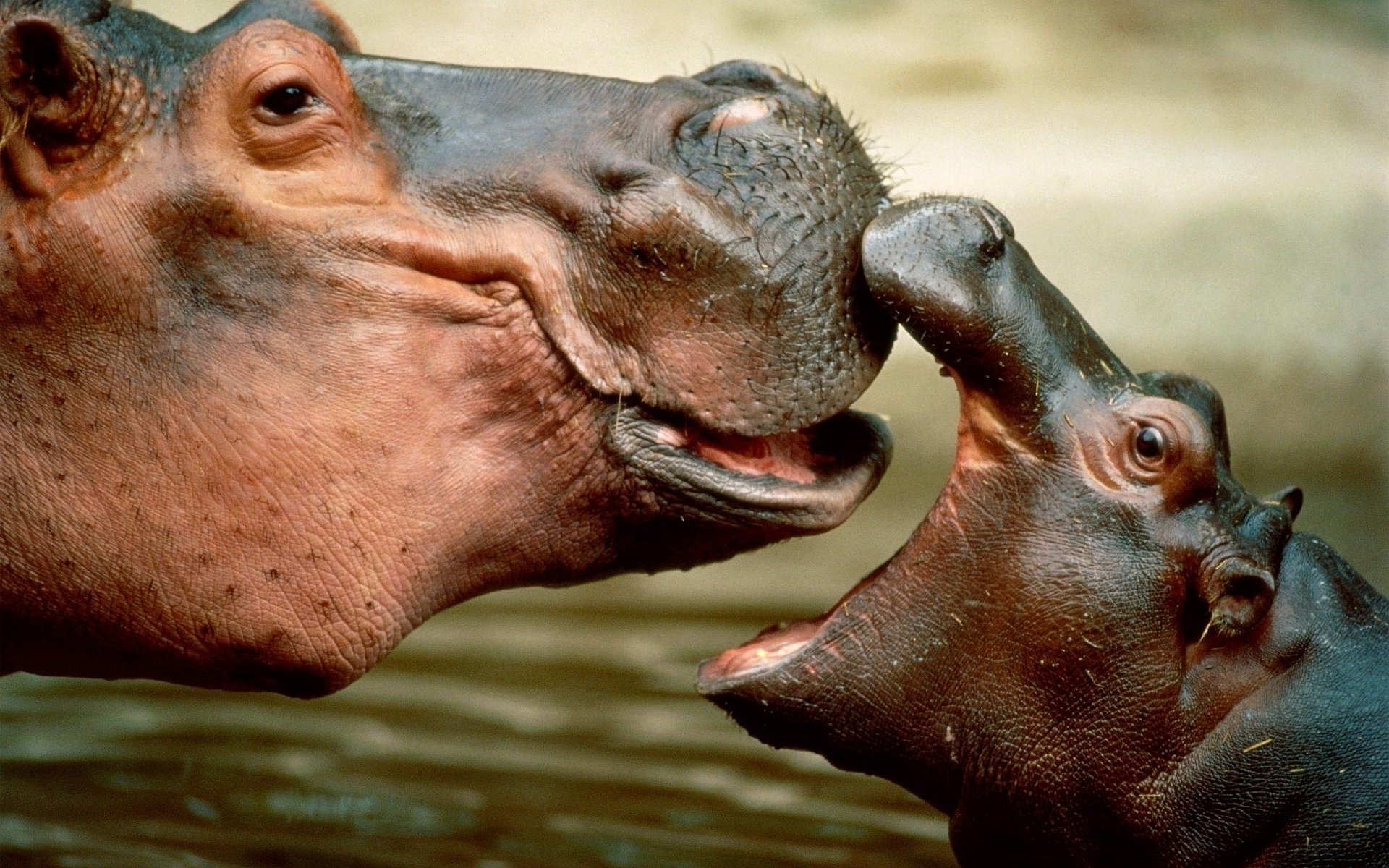 4K Hippopotamus Wallpapers High Quality