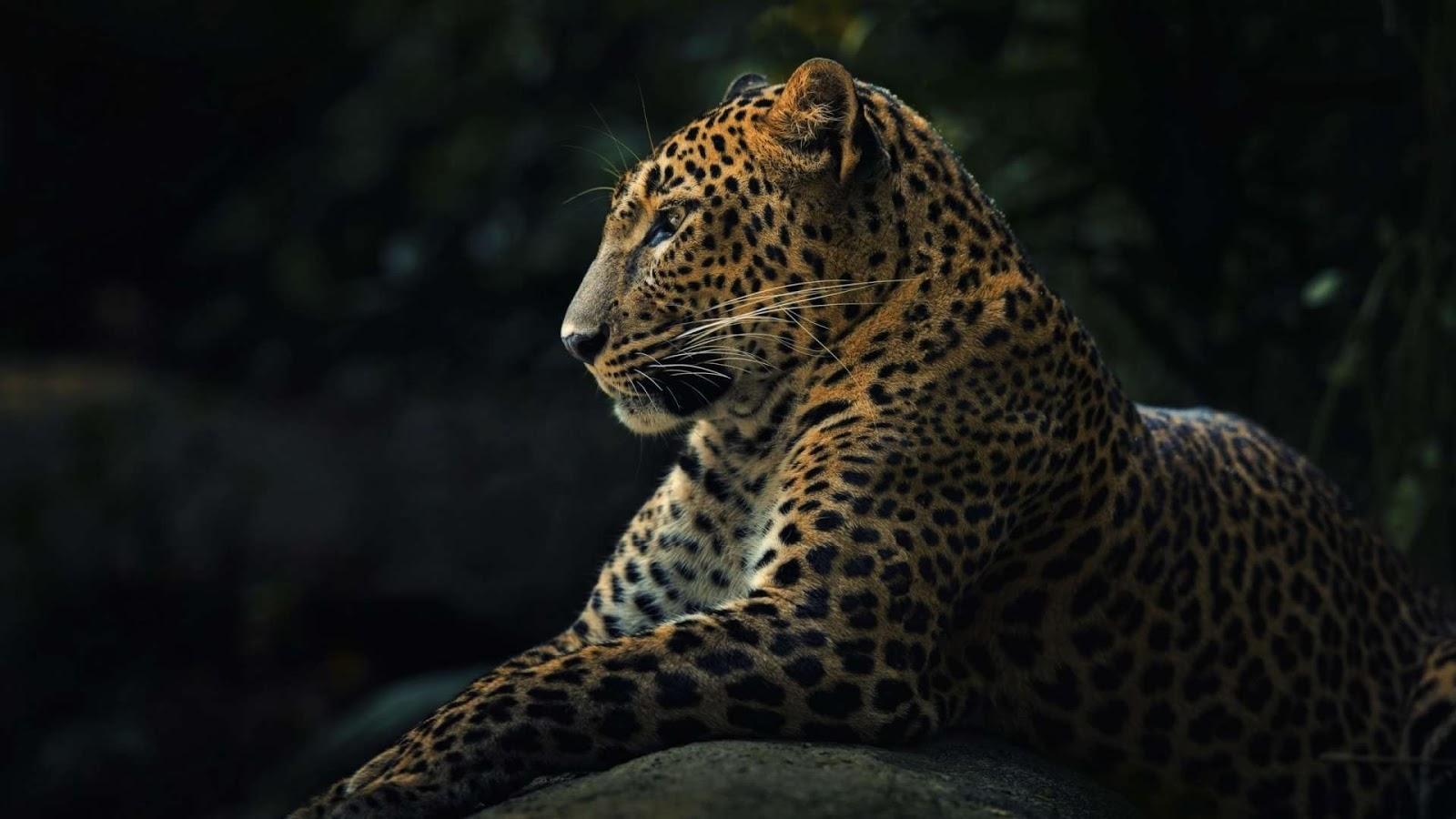 69+] Leopard Wallpapers