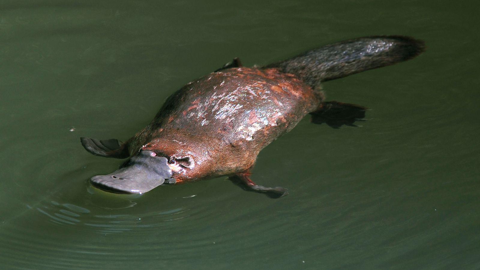 platypus