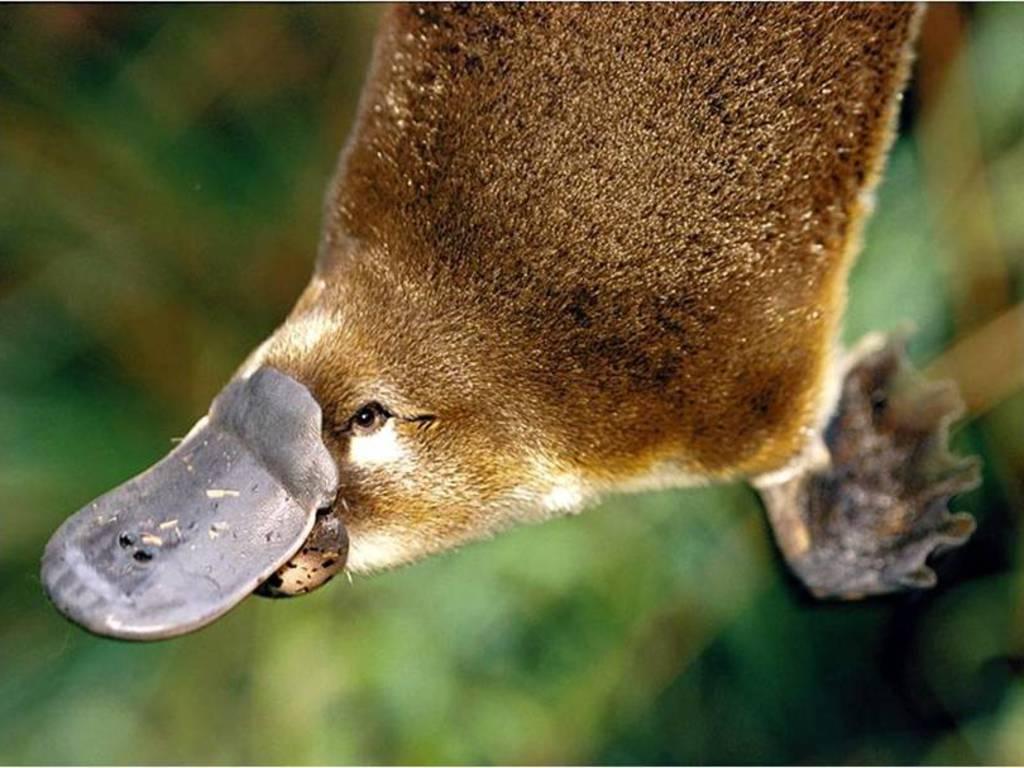 platypus