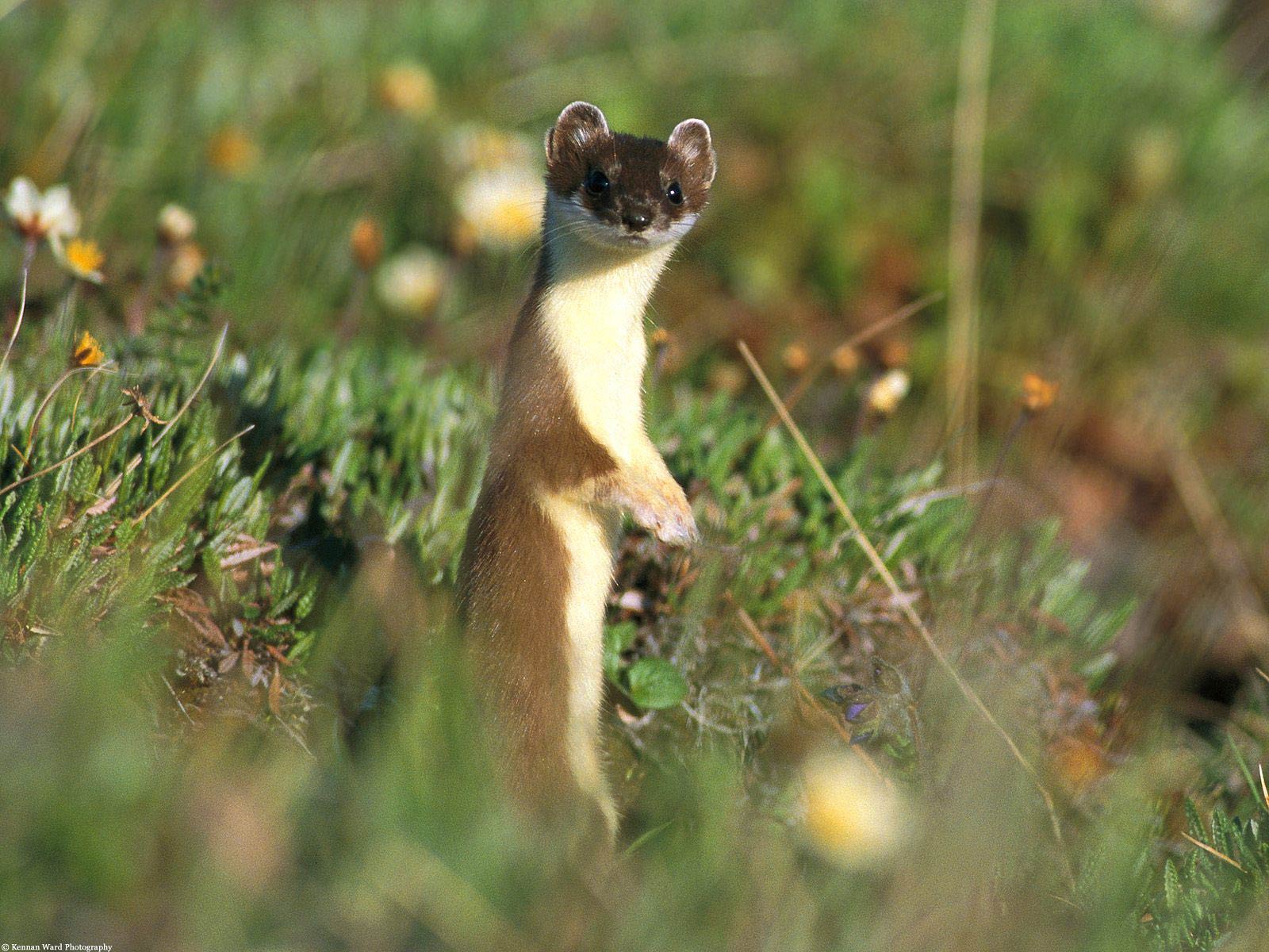 Weasel Wallpapers