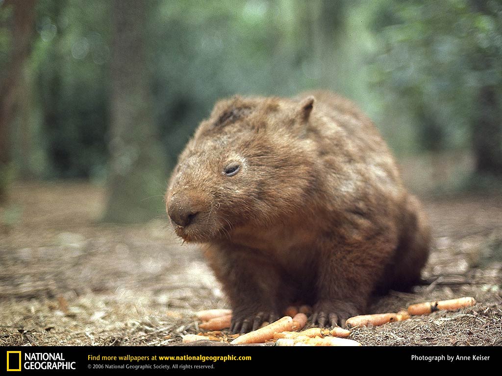 Wombat Desktop and Mobile Wallpapers