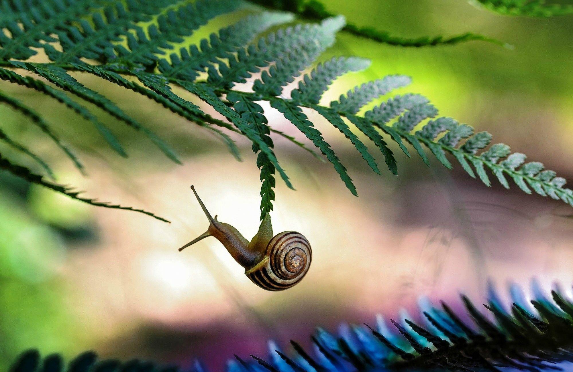 Amazing Snail HD Wallpapers