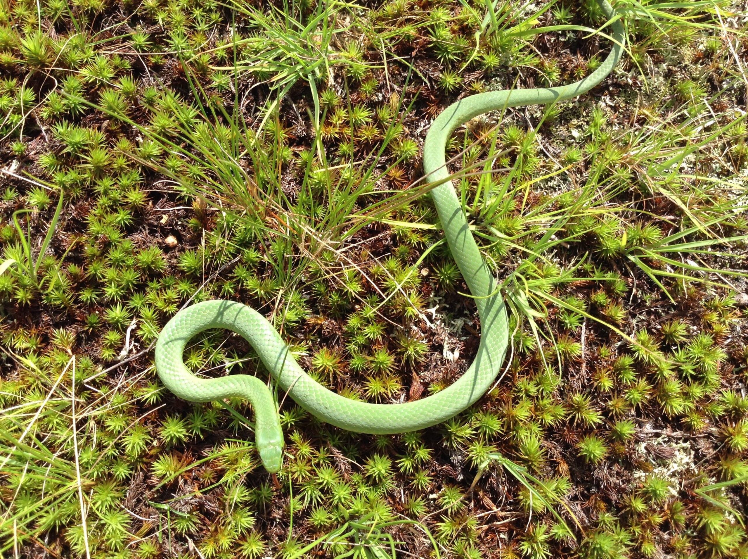 100+ Green Snake Wisconsin – yasminroohi