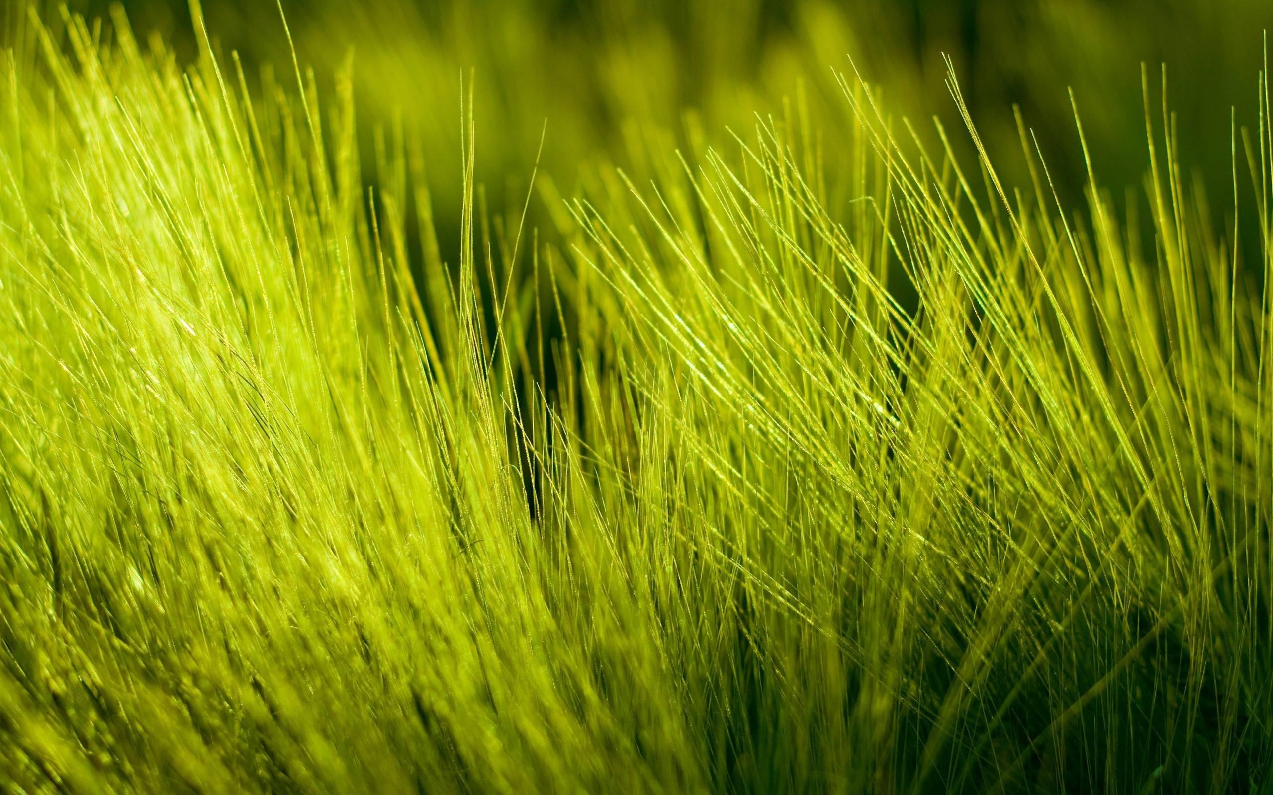 Grass Design Wallpapers Luxury Hd Grass Wallpapers Wallpapers Cave