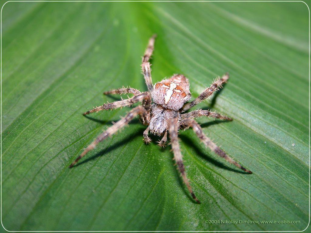 Spider wallpapers