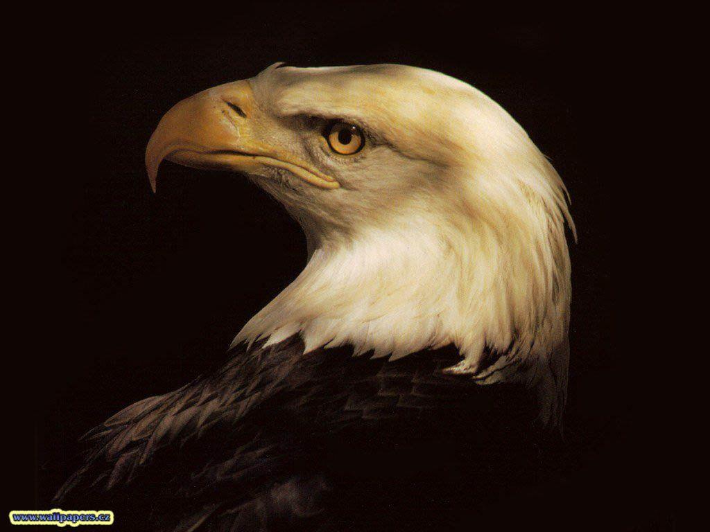 Animals For > 3d Eagle Wallpapers Desktop