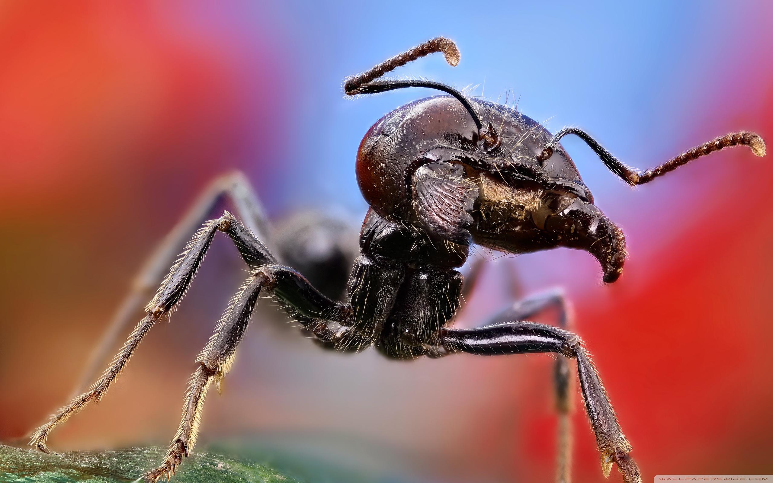 Ant Macro ❤ 4K HD Desktop Wallpapers for 4K Ultra HD TV • Tablet