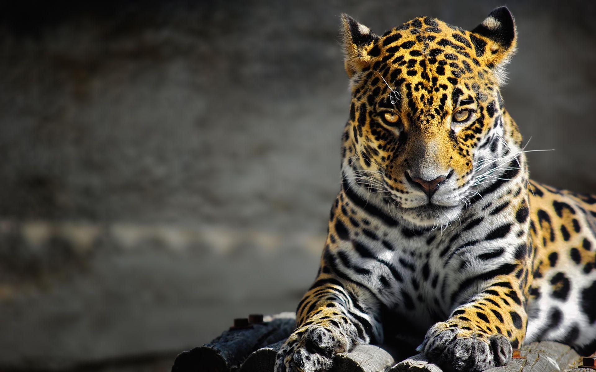 24 Jaguar Wallpapers Download