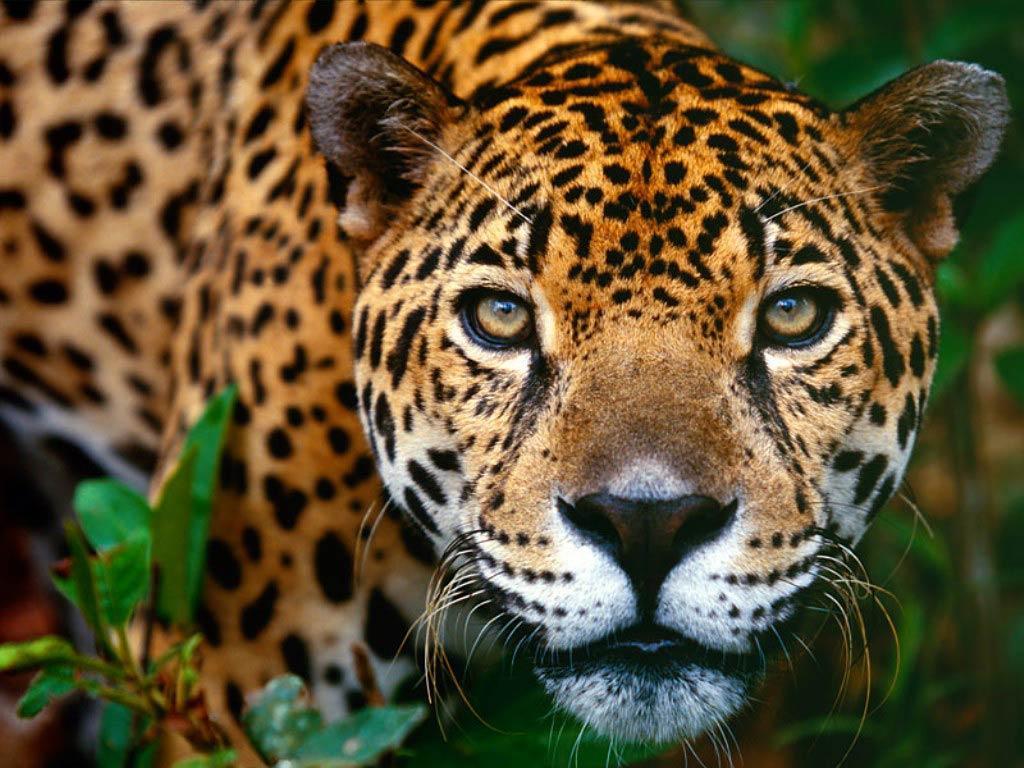 Wallpaper&Collection: «Jaguar Wallpapers»