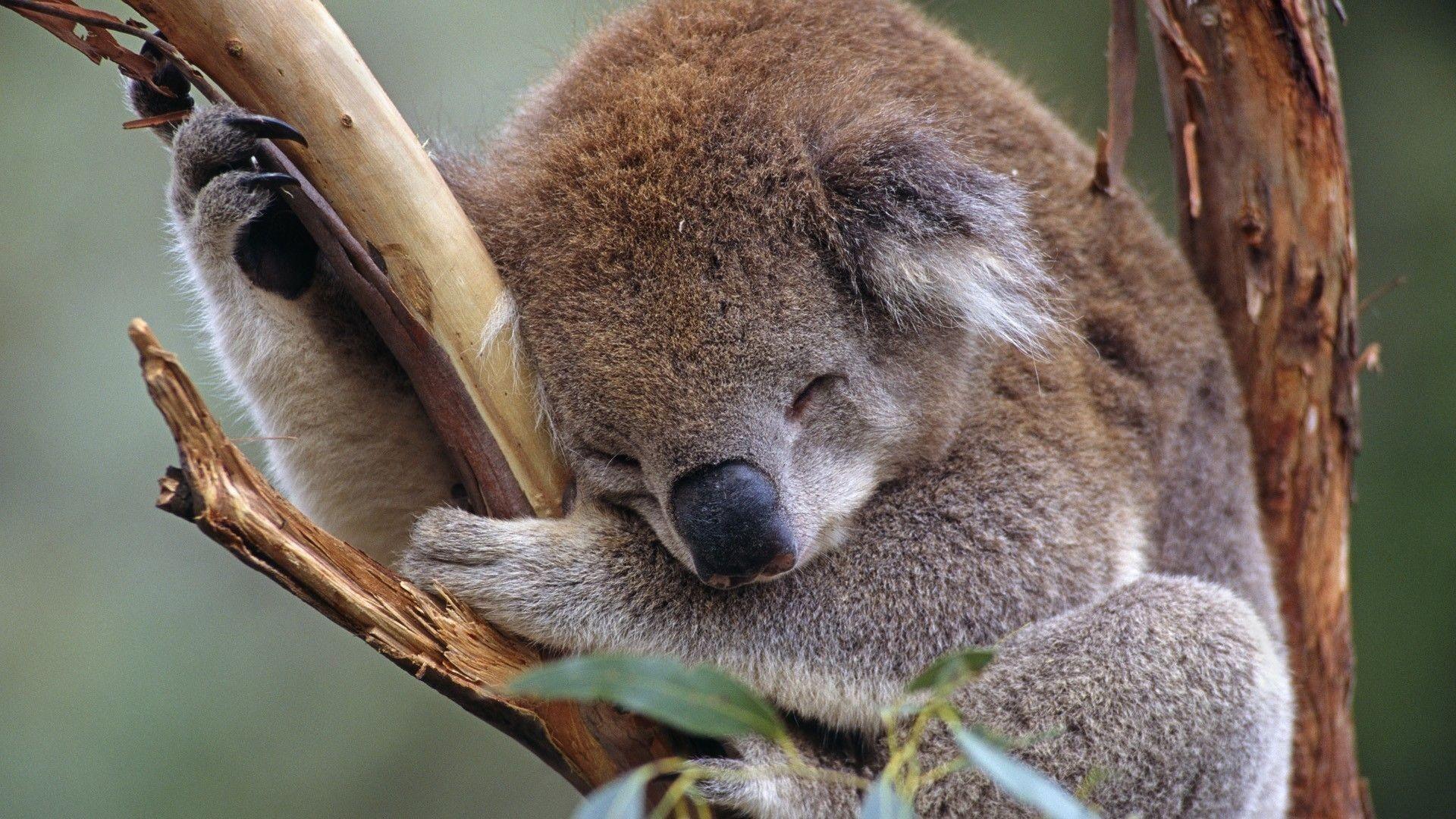 62+ Baby Koala Wallpapers