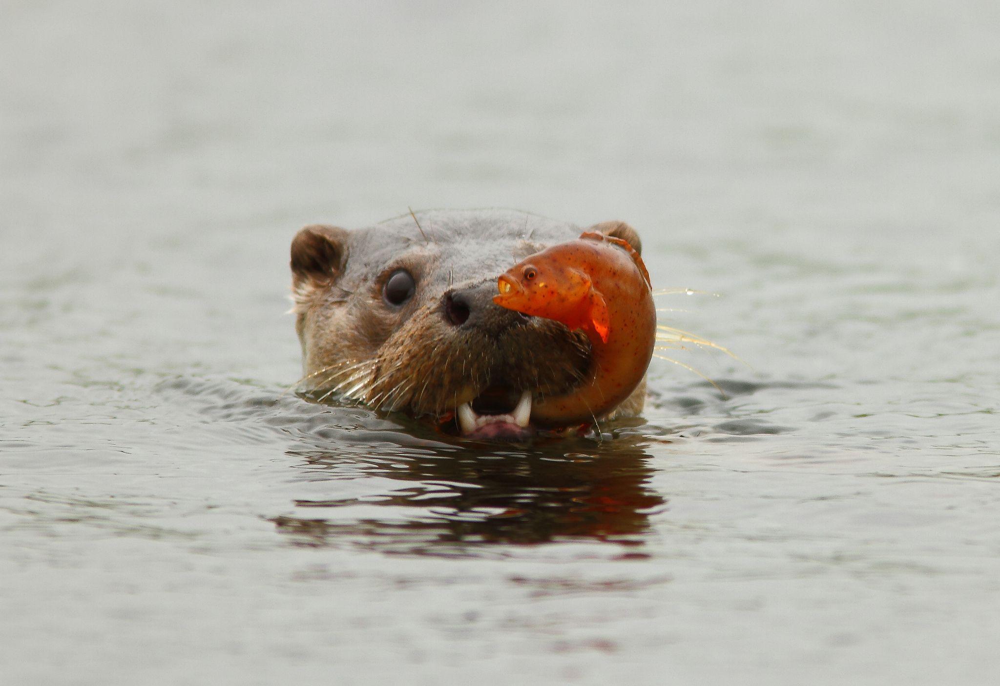 Baby Otter Wallpapers