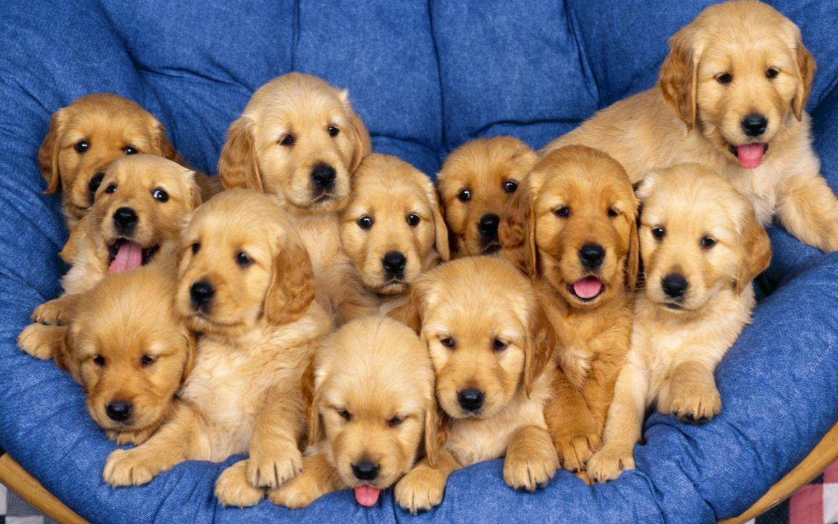 cute puppy wallpapers