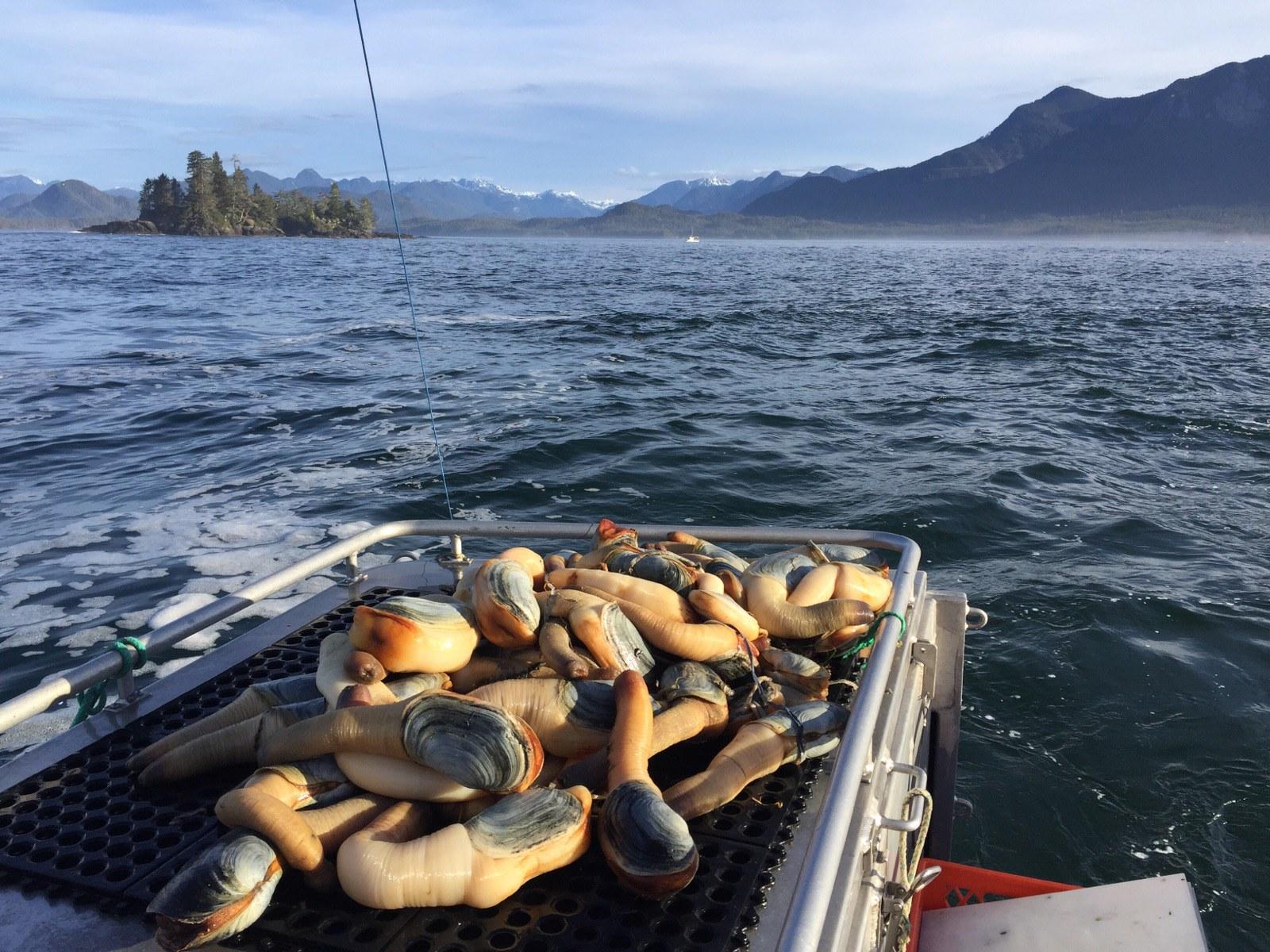 B.C. geoducks prized on world stage