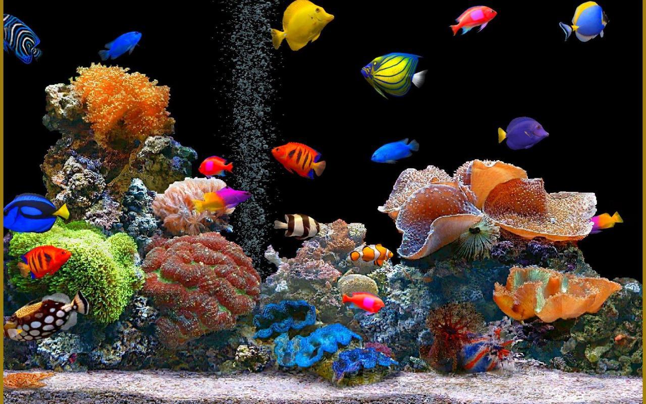 Aquariums image Aquarium Wallpapers HD wallpapers and backgrounds