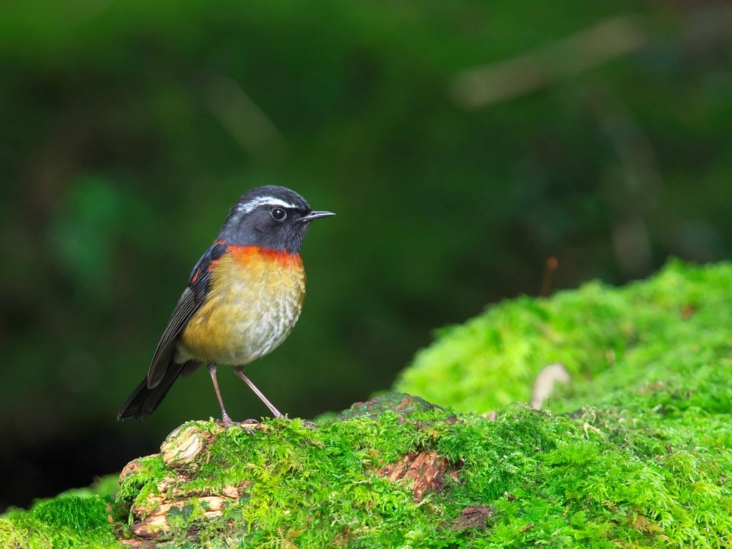 栗背林鴝Collared Bush Robin