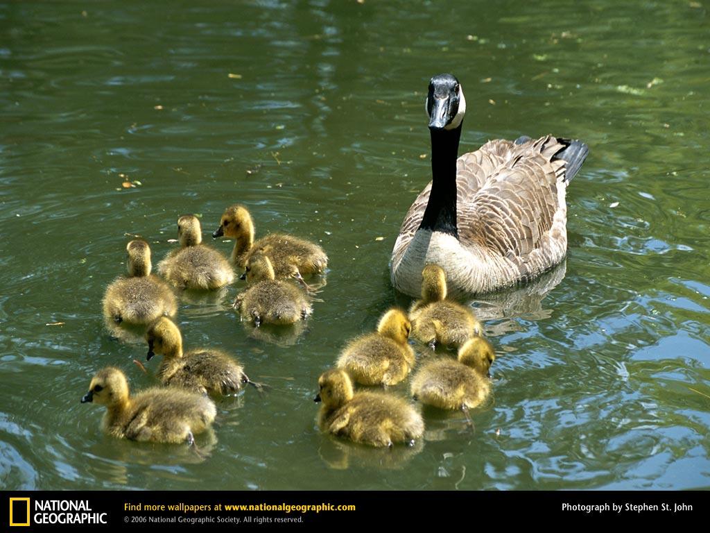 Canada Geese Picture, Canada Geese Desktop Wallpaper, Free