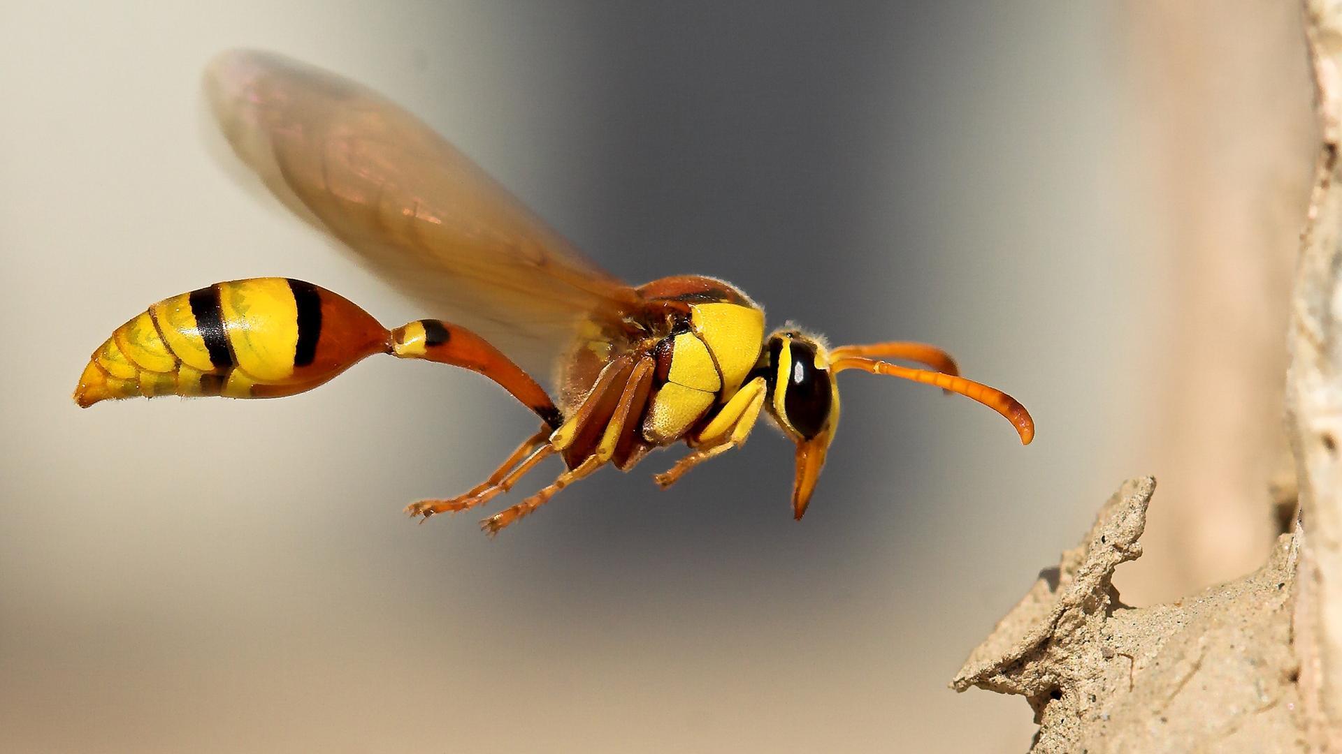 Wasp HD Wallpapers