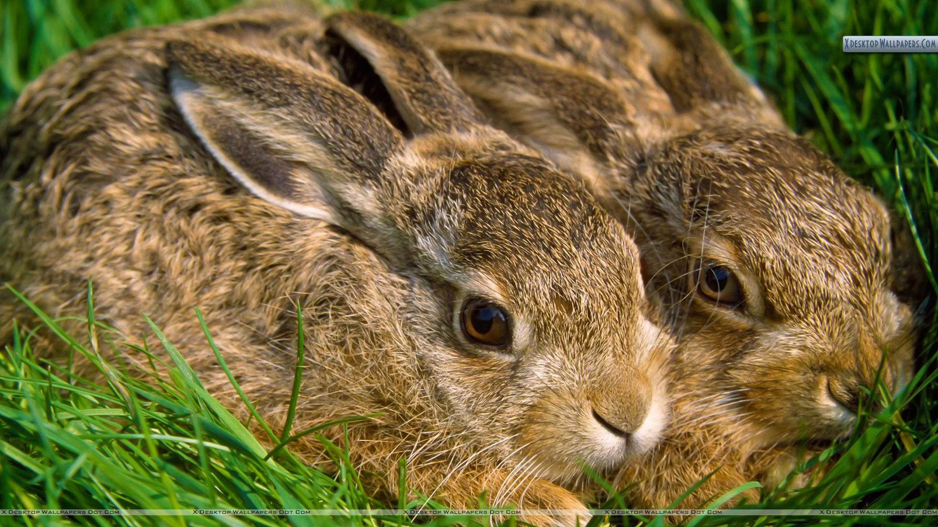 A Pair of Hares Wallpapers