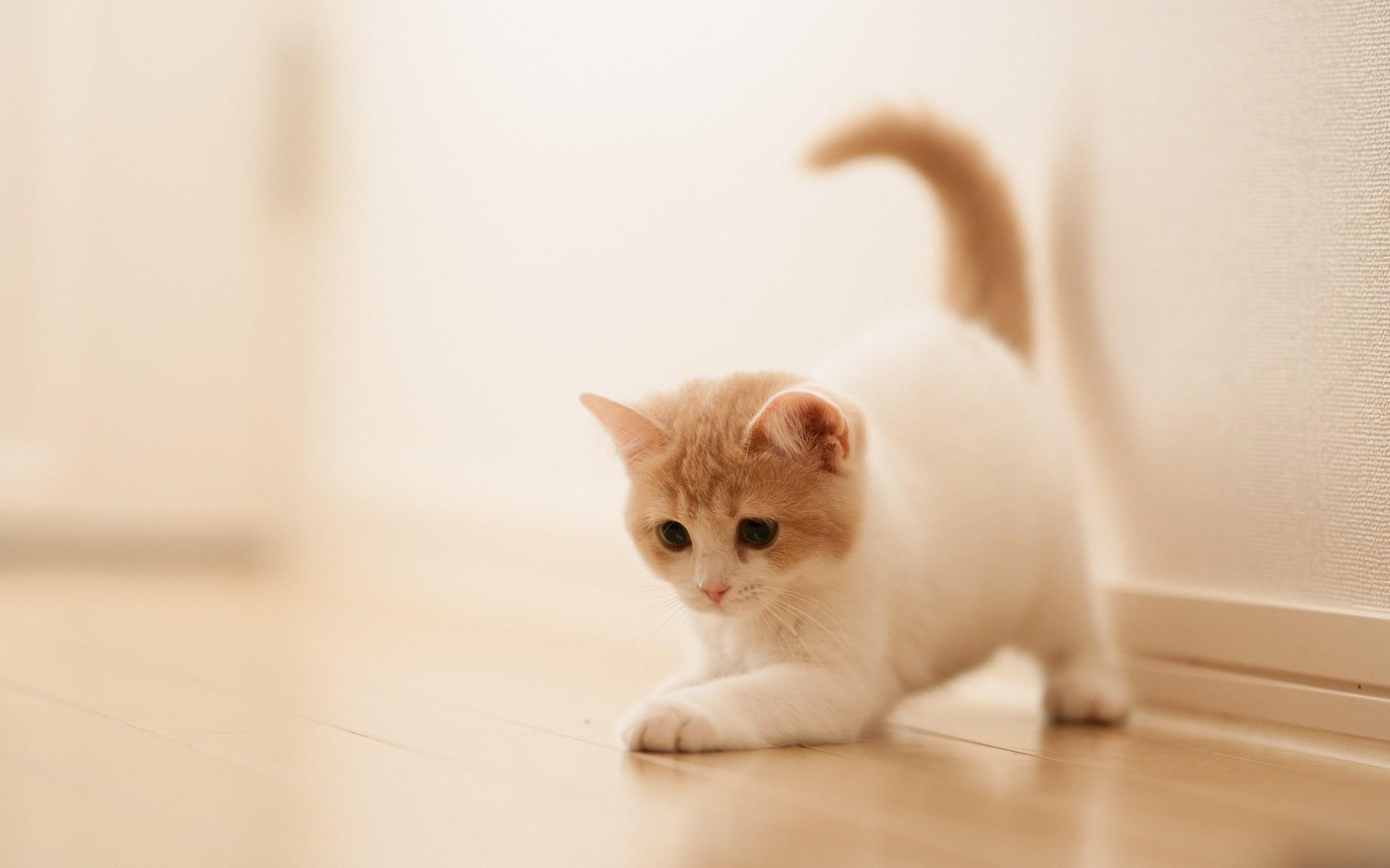 Wallpapers For > Kitten White Backgrounds Wallpapers