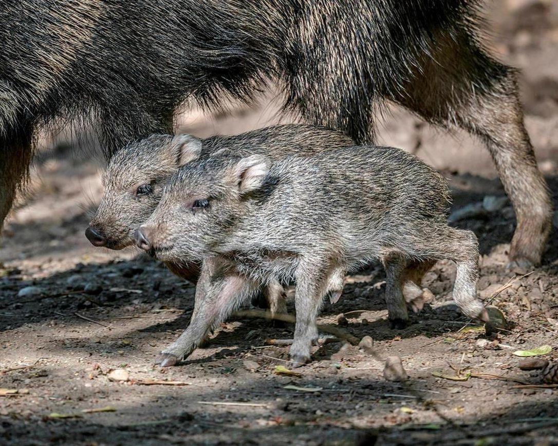 2 rare mammals, Chacoan peccaries, born in Prague zoo