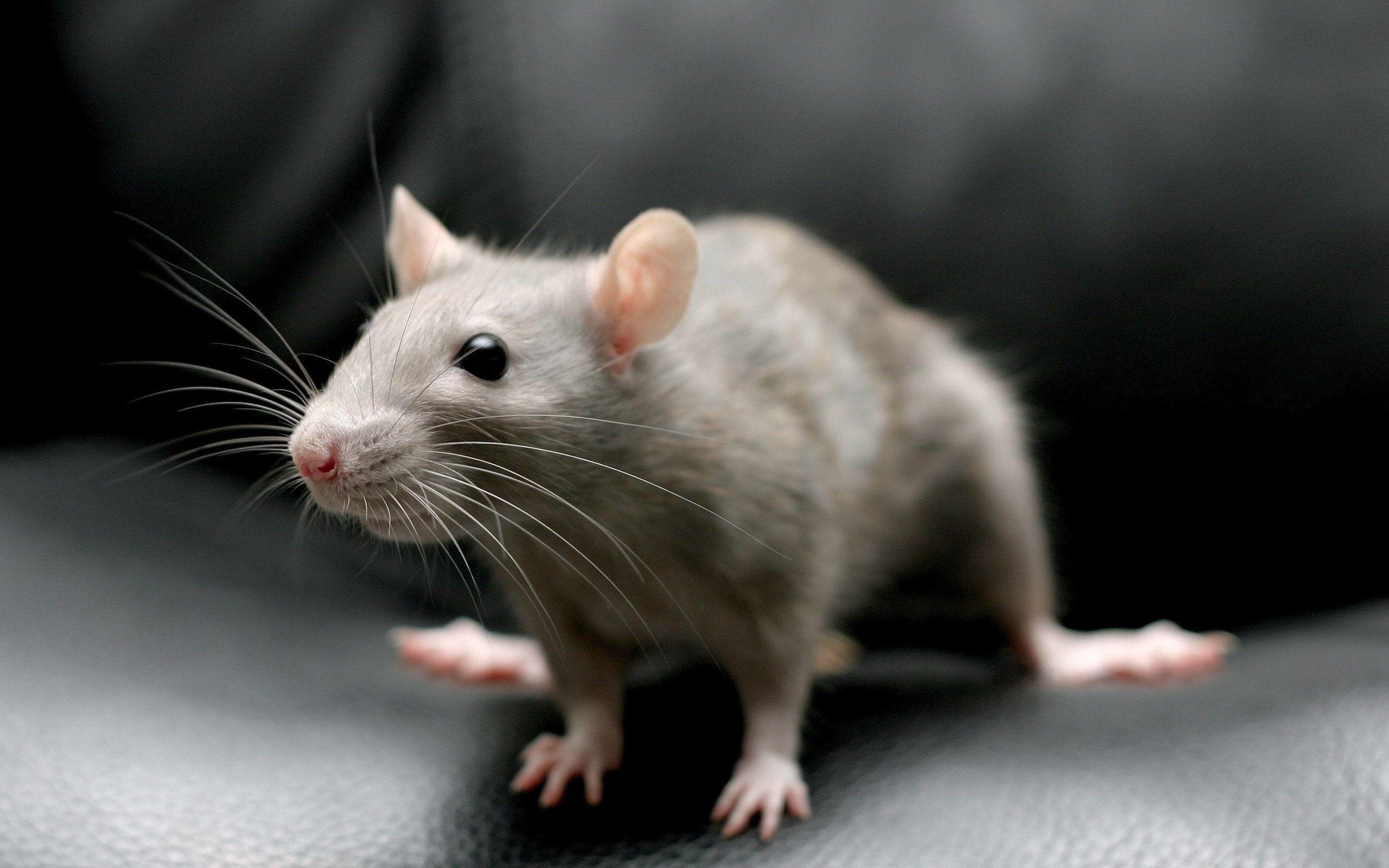 Rat HD Wallpapers