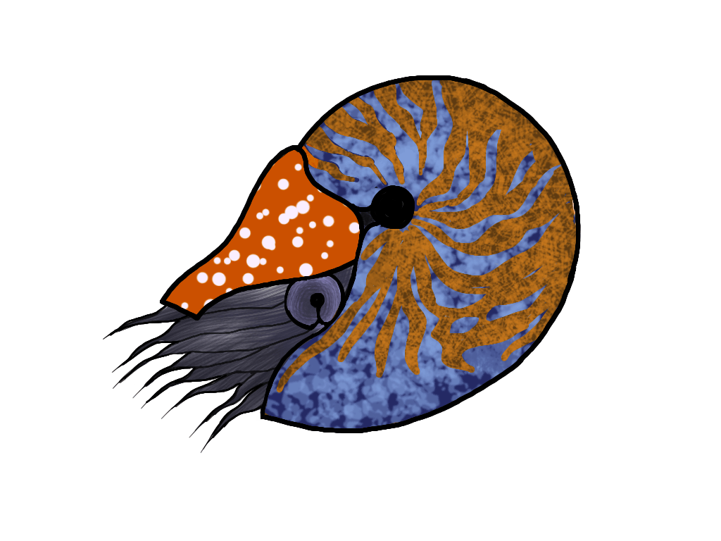 Nautilus & Free Nautilus Transparent Image