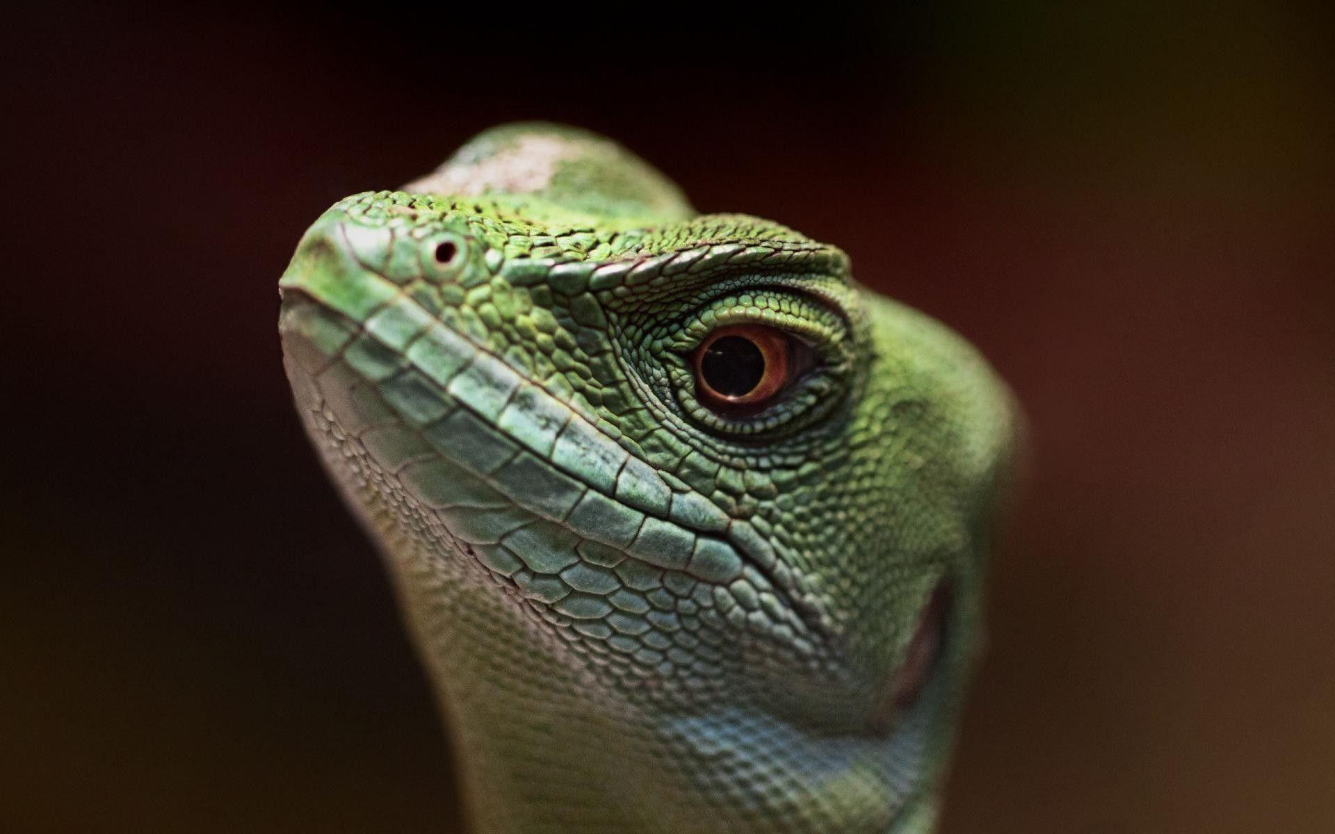 lizard wallpapers