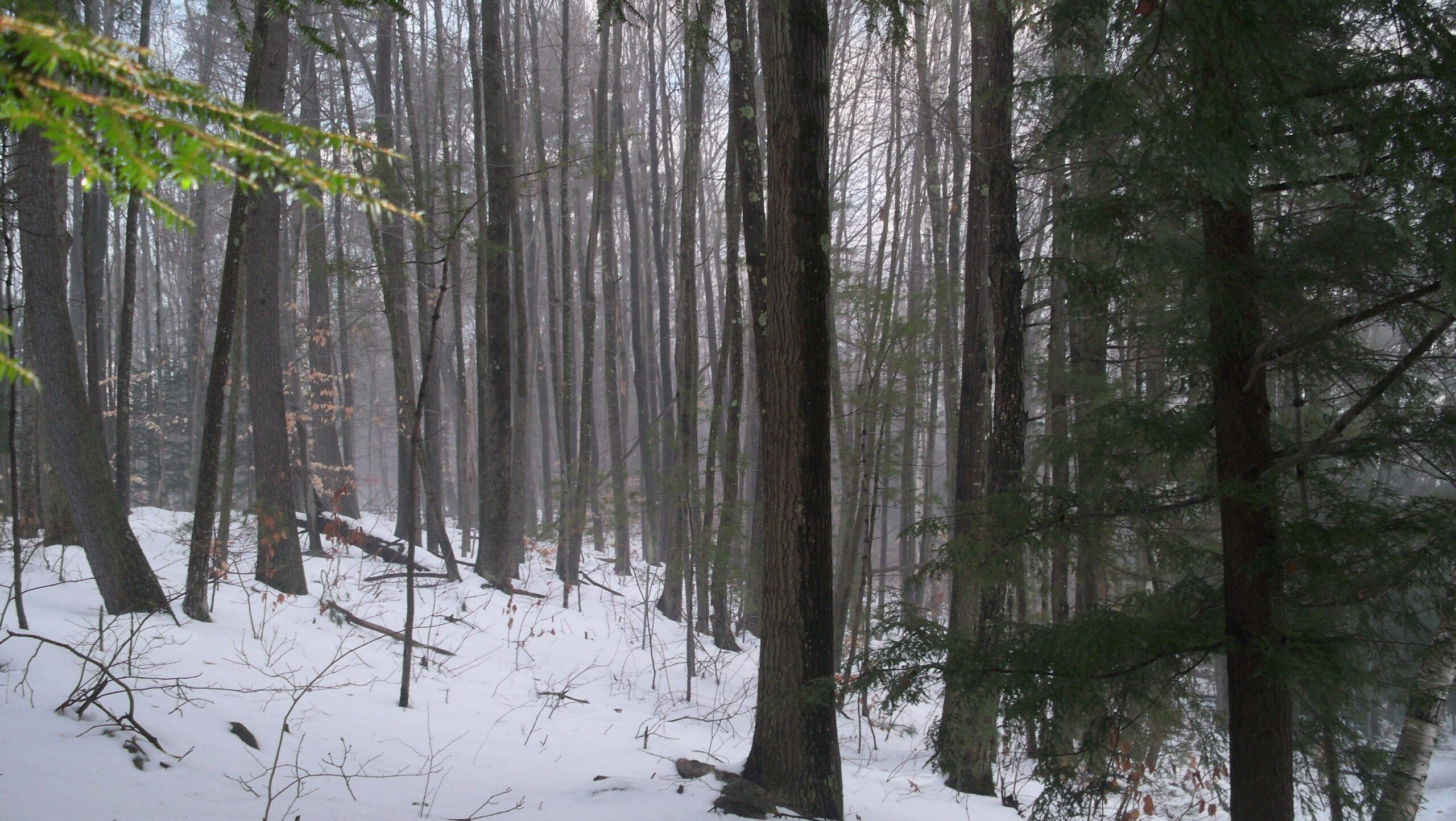 Forests: Goose Pond Forest New Hampshire Keene Dusk Hiking Wallpapers