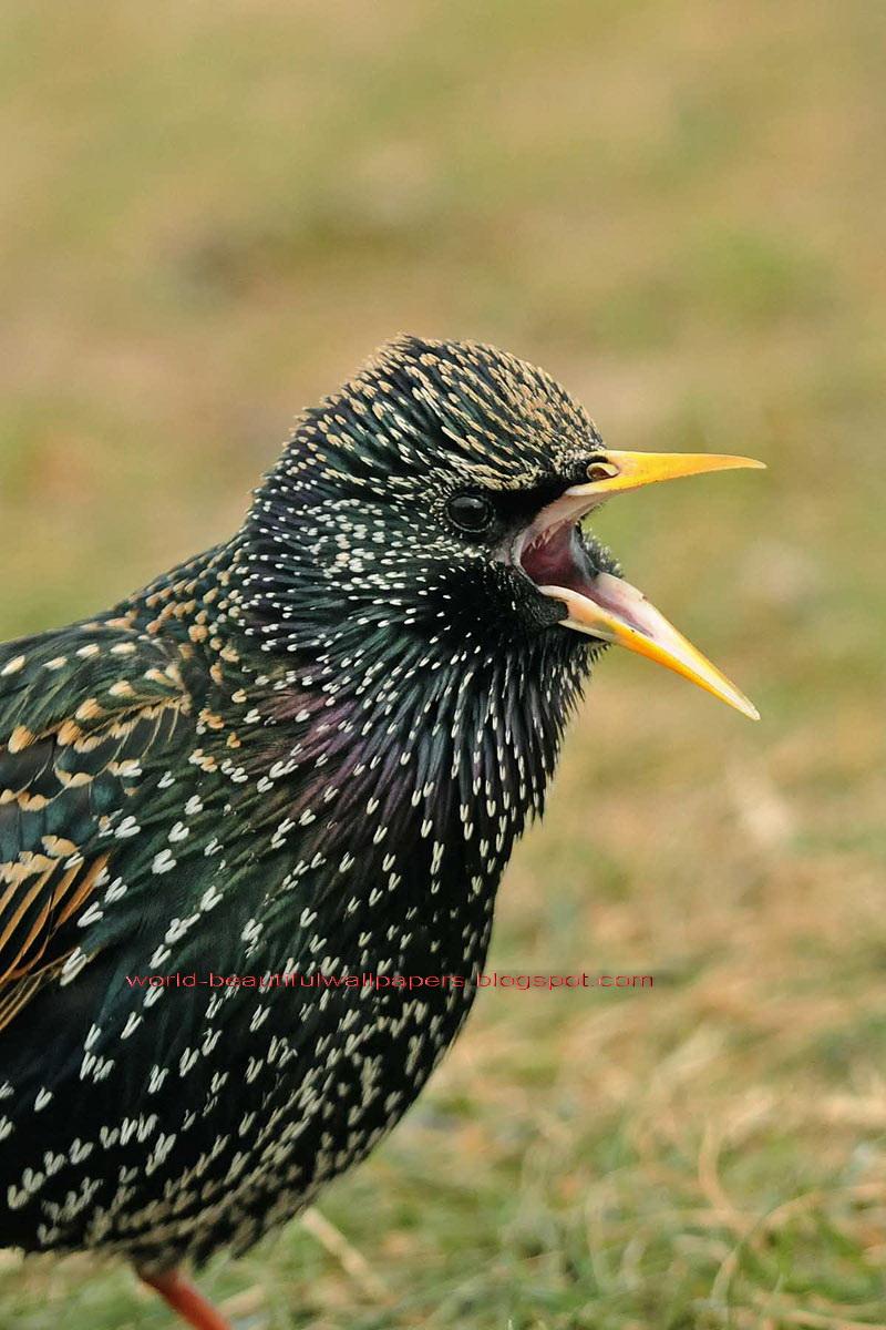 Zone Wallpaper Backgrounds: starling bird wallpapers