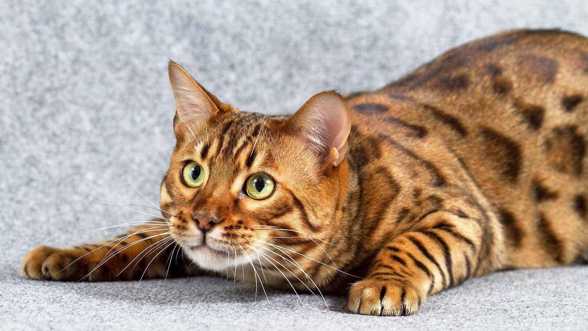 Bengal Cat Wallpapers ·①