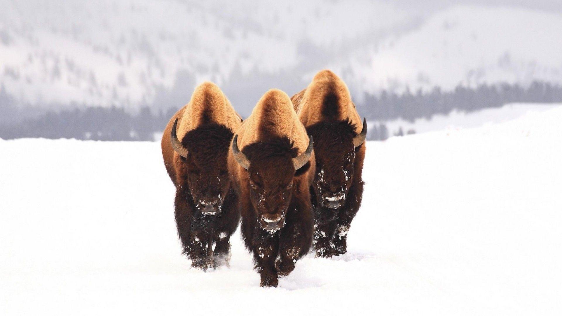 HD Wallpapers: » Animals » bison snow animals winter