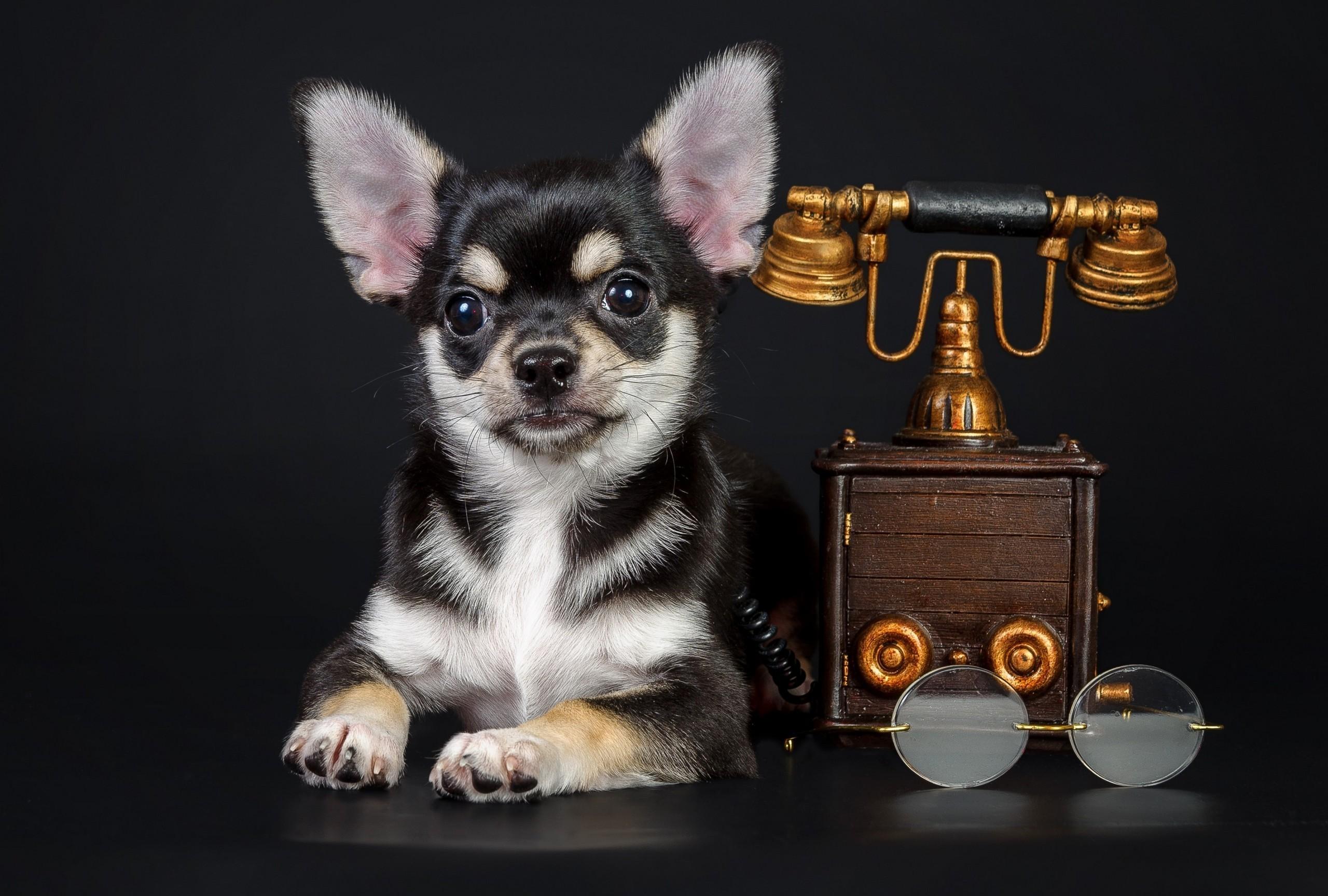 File: Chihuahua Wallpapers