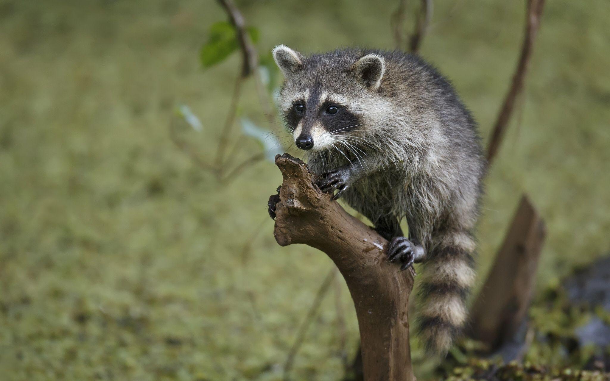 Raccoon Wallpapers and Backgrounds Image