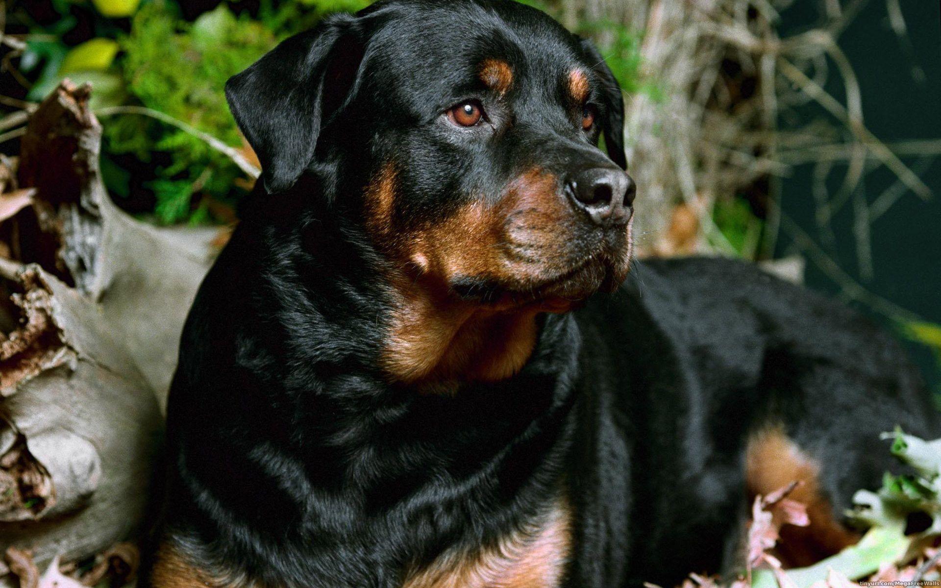 10 Rottweiler Wallpapers