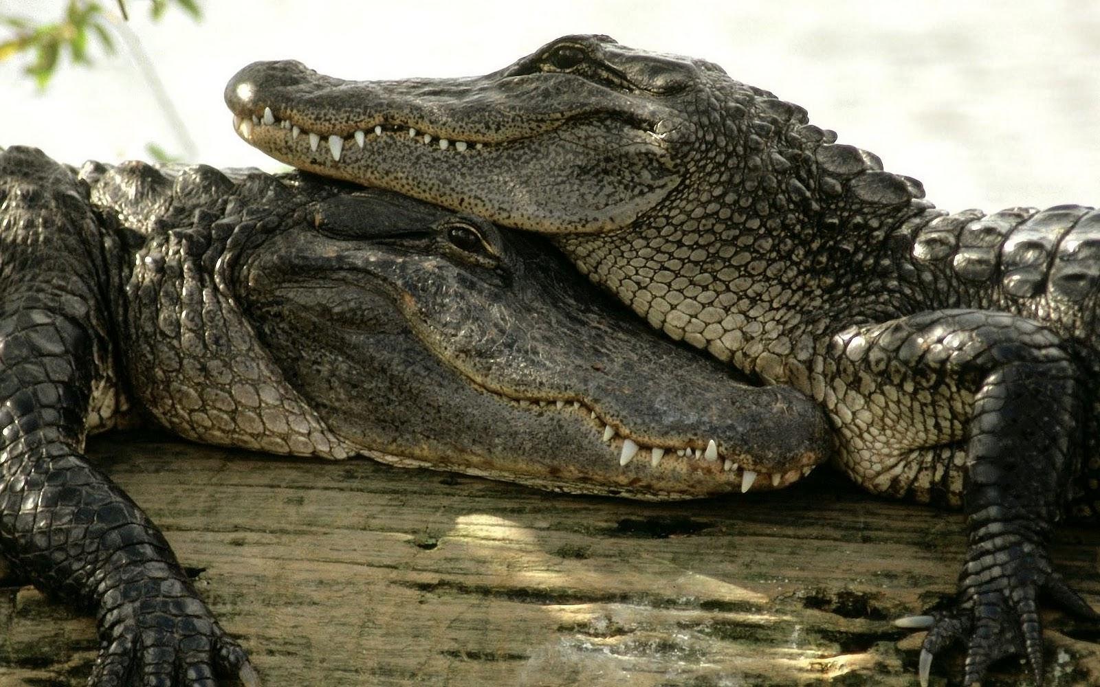 Crocodile Wallpapers ,