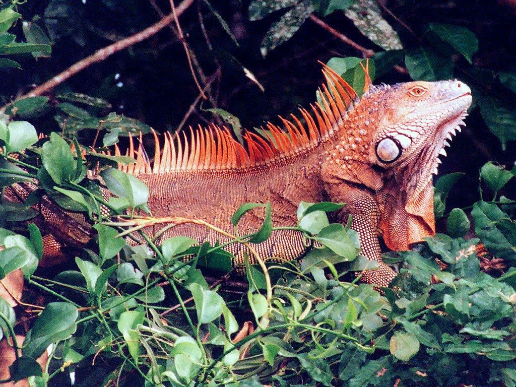 Red Iguana wallpapers Wallpapers