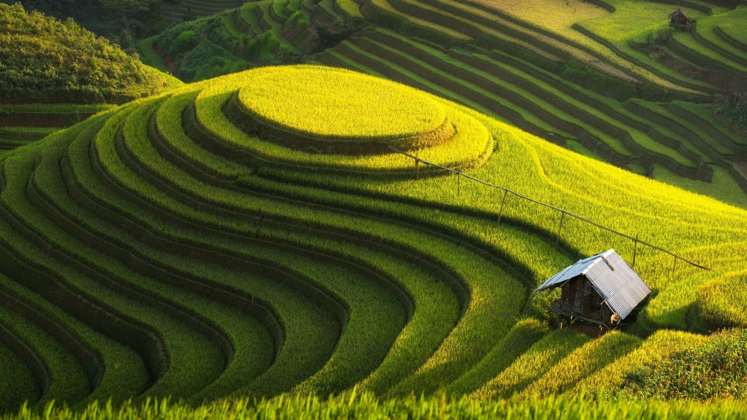 Green Farm, Vietnam Wallpapers 4K UHDTV Resolution